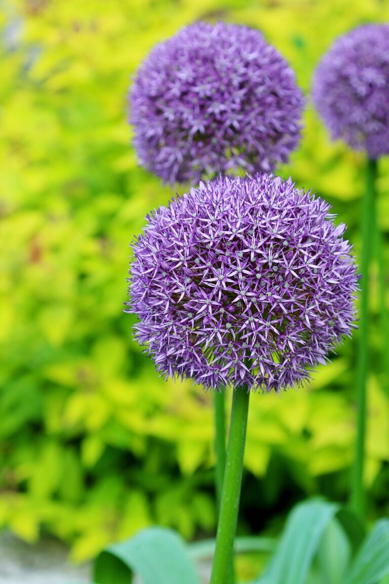 Purple allium blooms stand out against a green leafy background